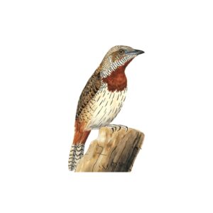 Newman's Birds - Red-throated Wryneck