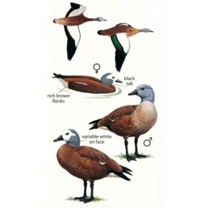 Newman's Birds - South African Shelduck