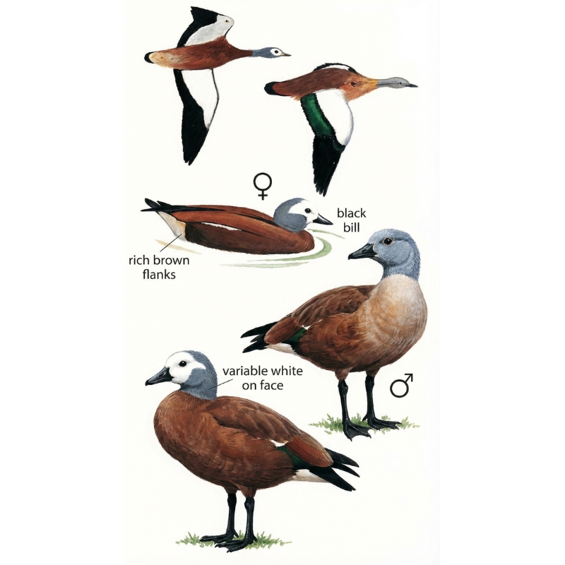 Newman's Birds - South African Shelduck