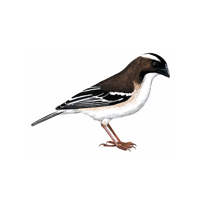 Newman's Birds - White-browed Sparrow-Weaver
