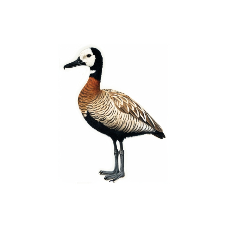 Newman's Birds - White-faced Whistling Duck