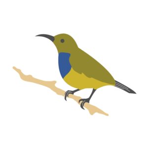 Newman's Birds - Malachite Sunbird