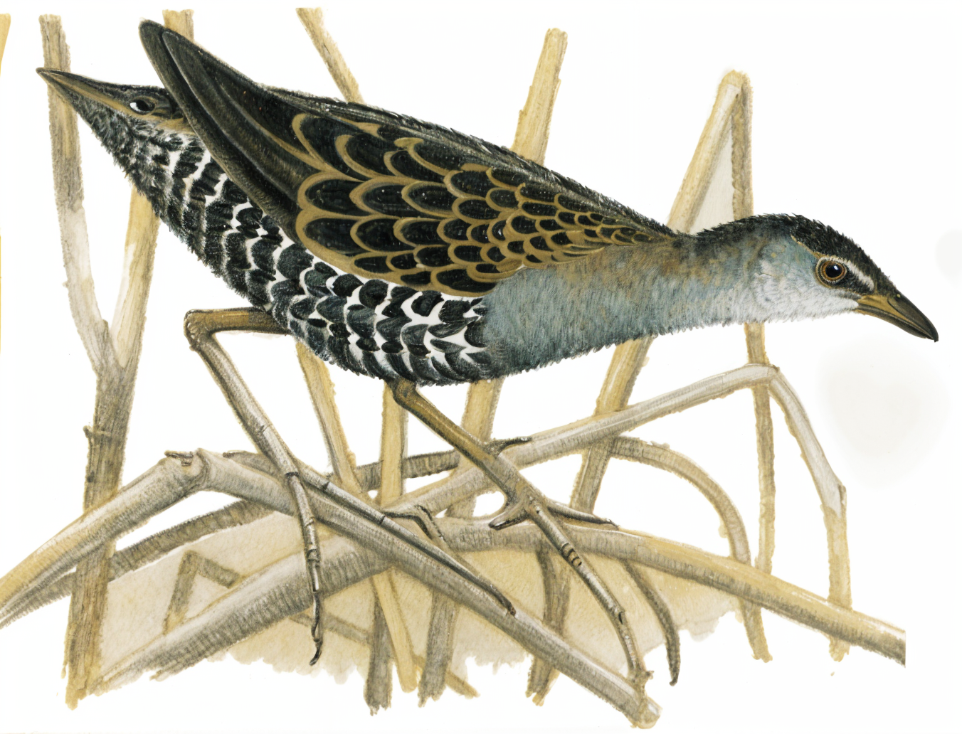 African Crake AI
