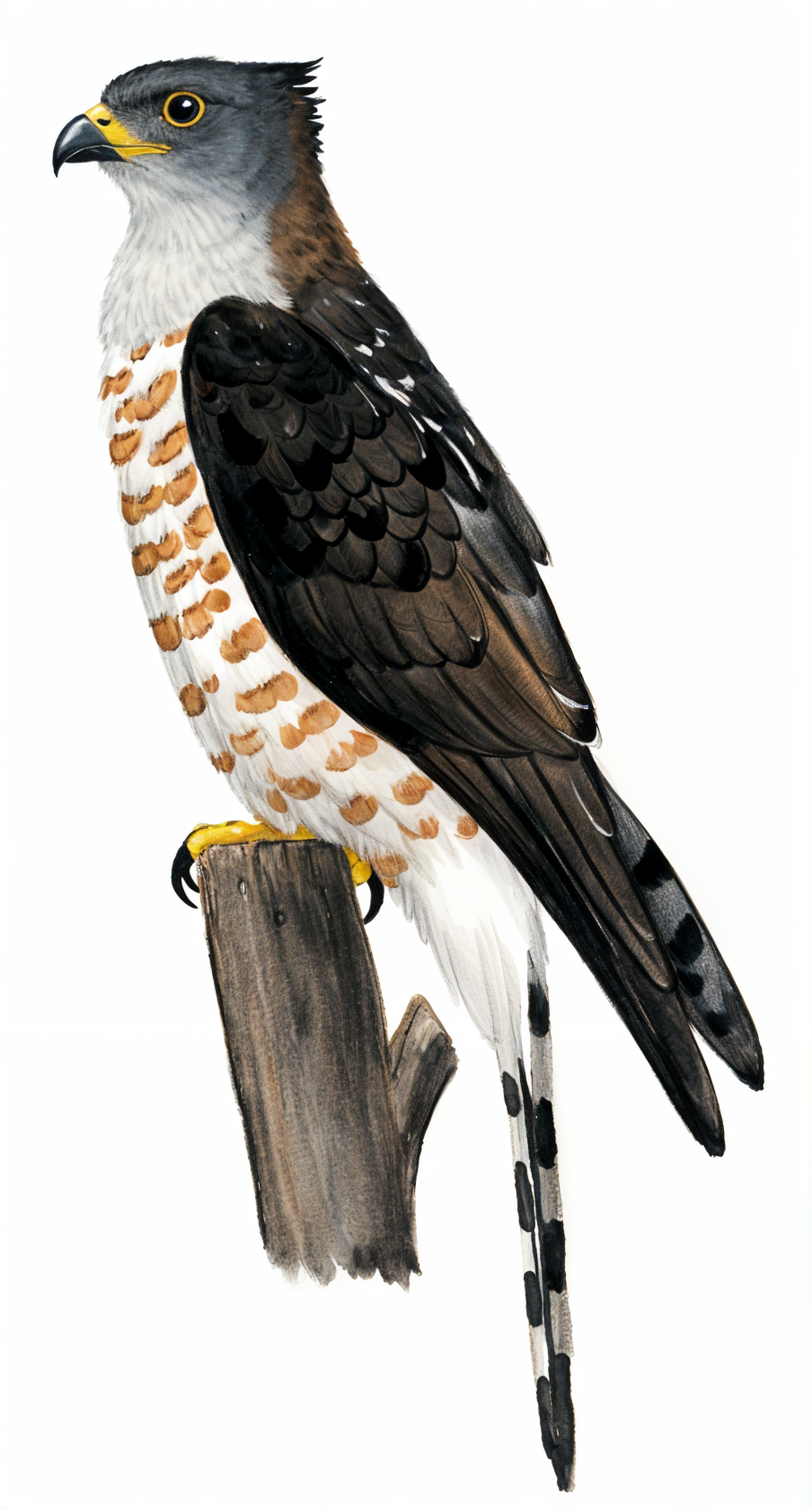 African Cuckoo Hawk AI