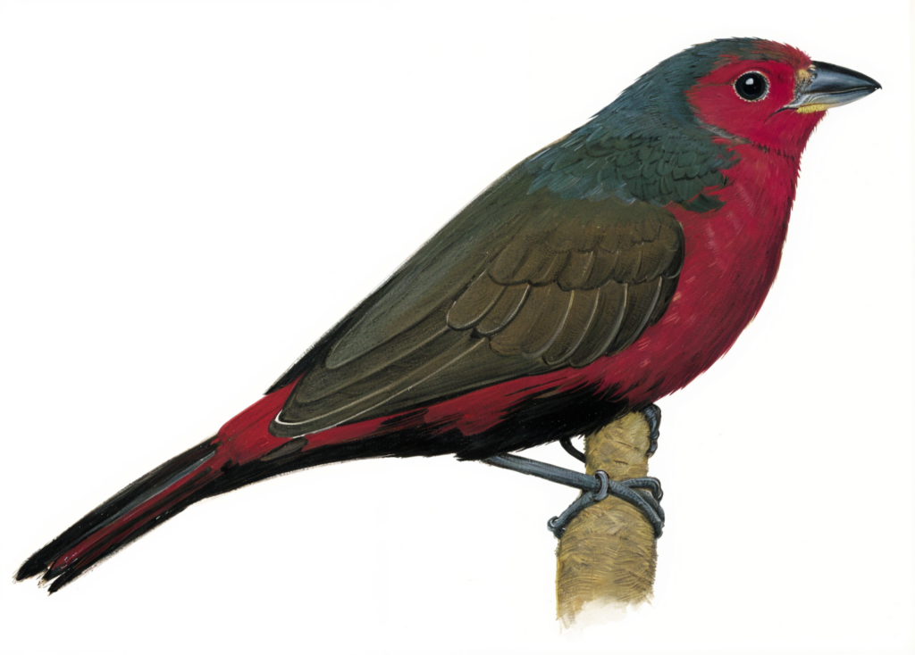 African Fire Finch AI