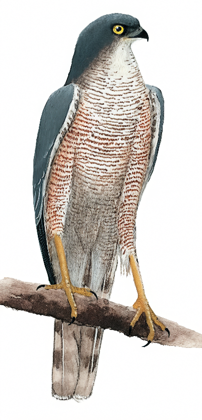 African Goshawk AI