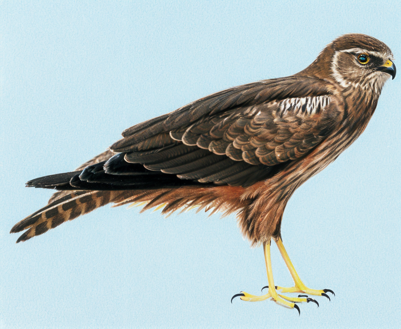 African Marsh Harrier AI