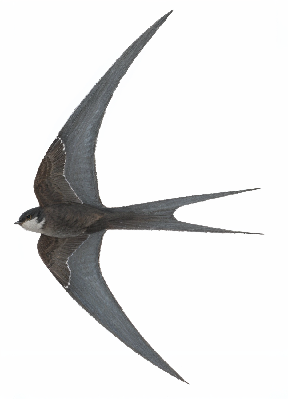 African Palm Swift AI
