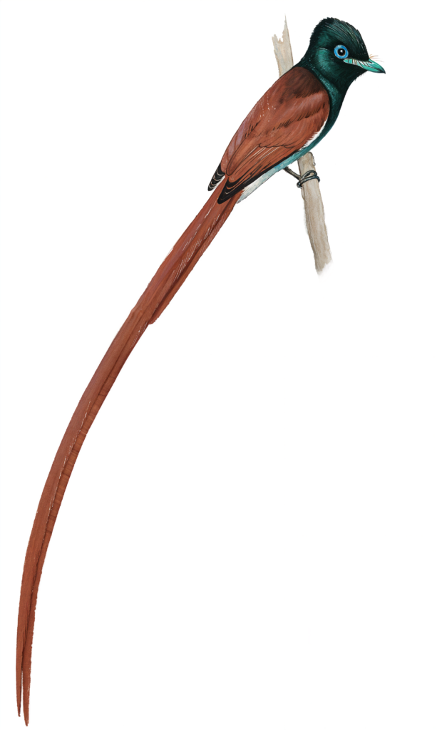 African Paradise Flycatcher AI scaled