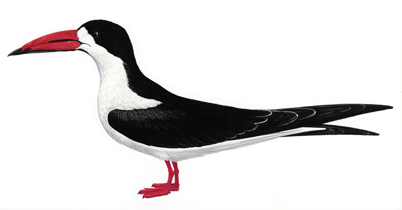 African Skimmer