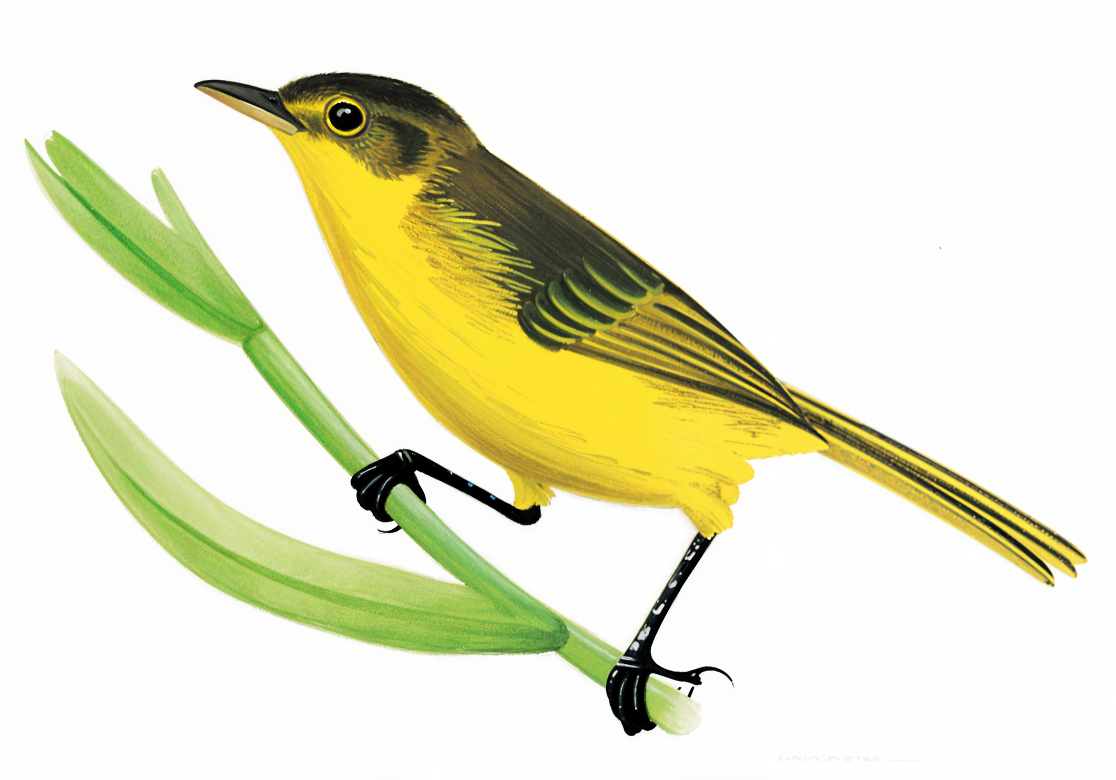 African Yellow Warbler AI