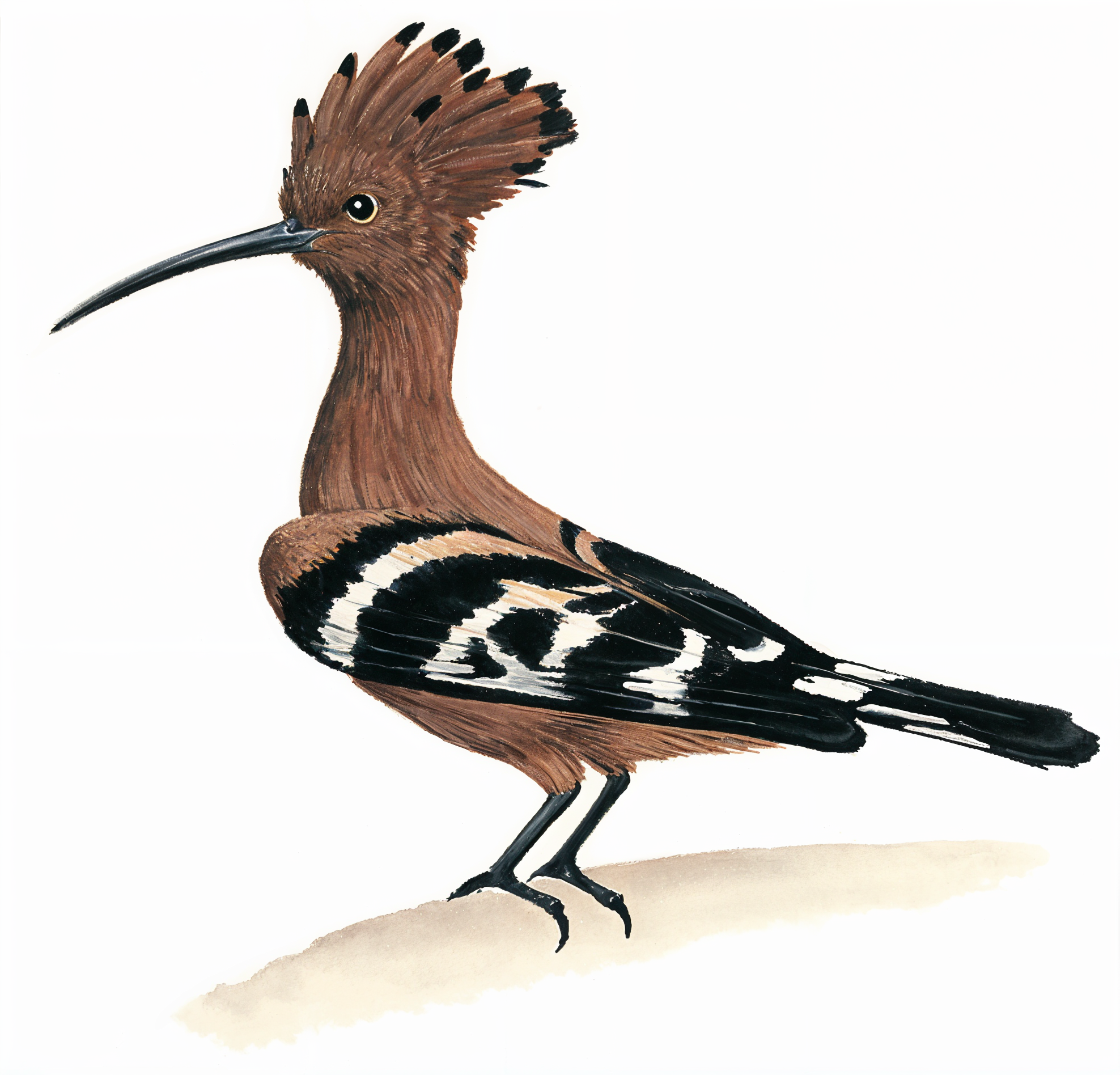 African hoopoe AI