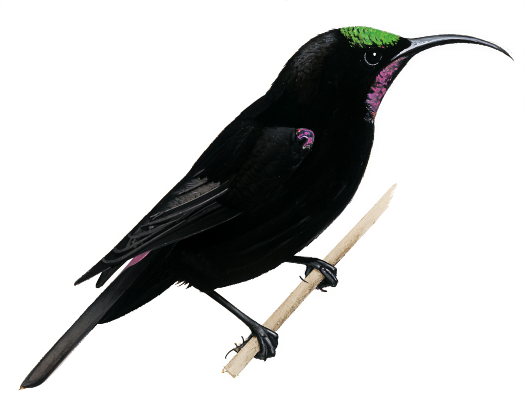 Amethyst Sunbird AI