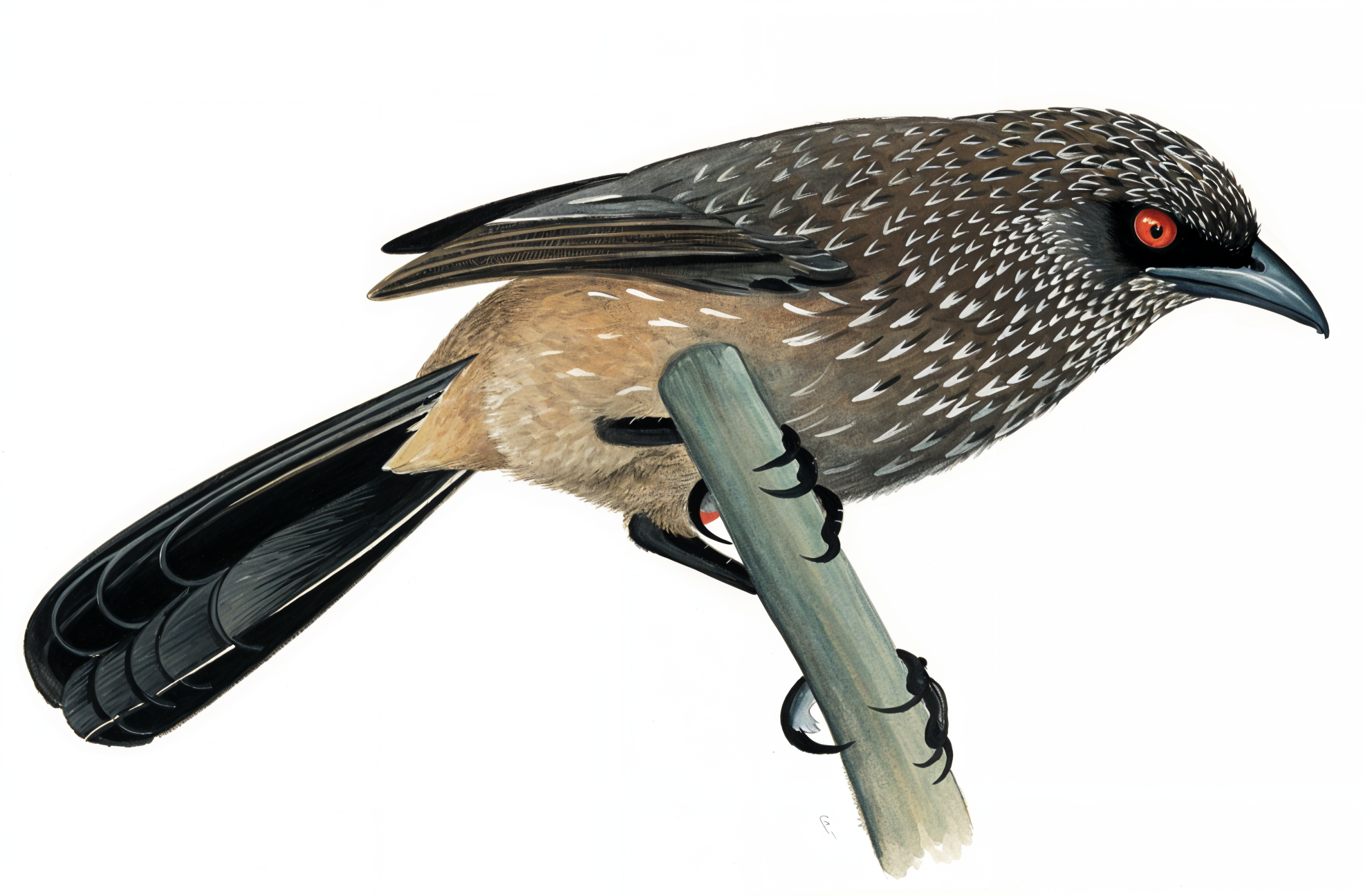 Arrow marked babbler AI