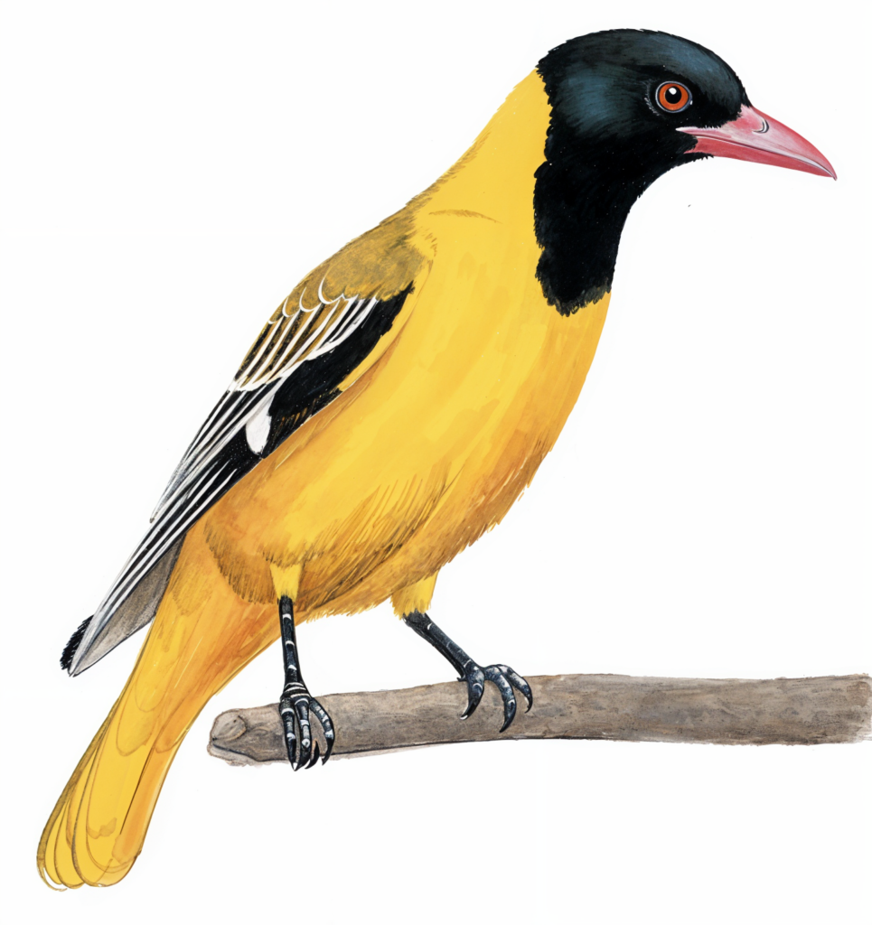 Black Headed Oriole AI