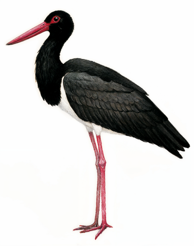 Black Stork AI