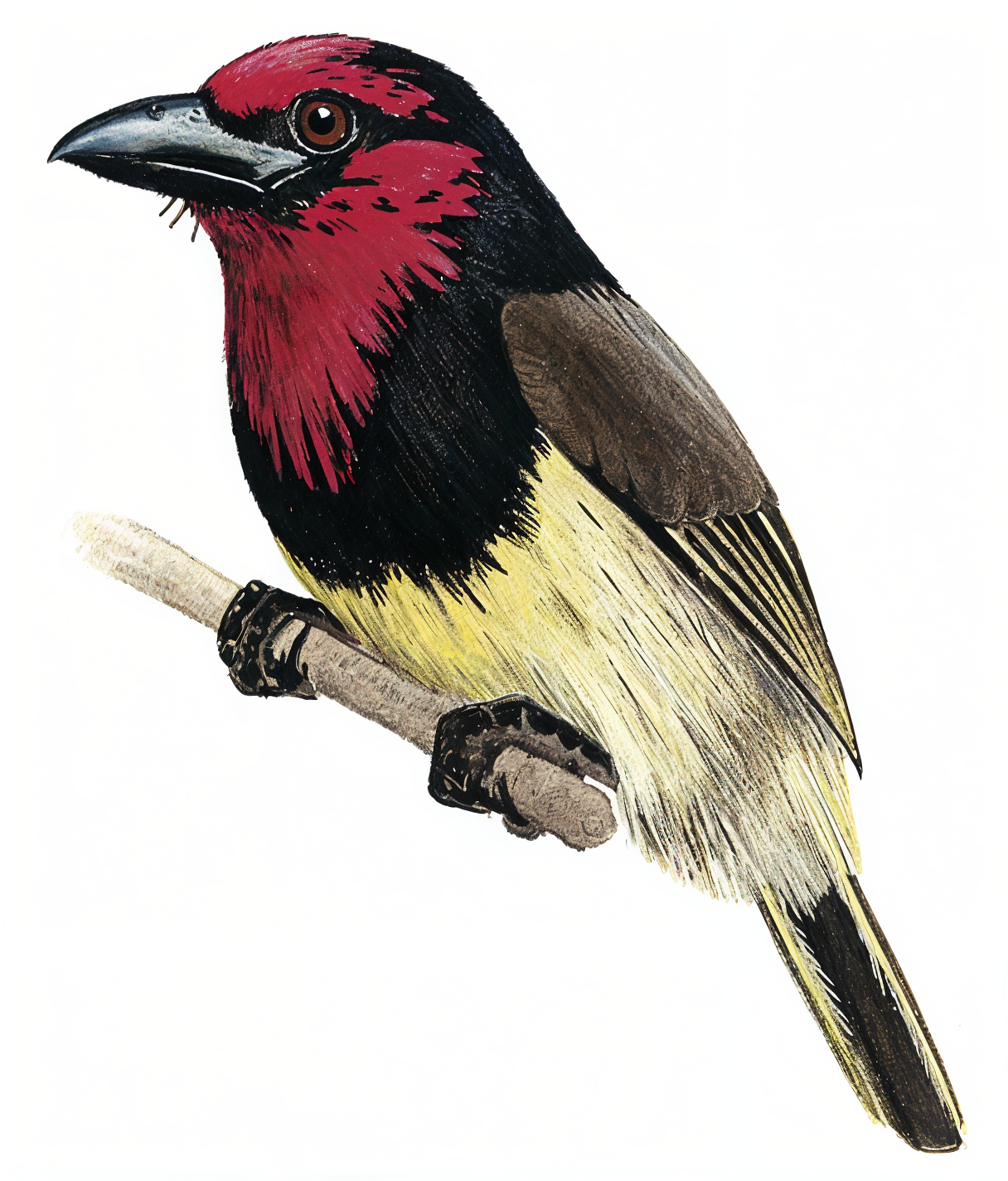 Black collard Barbet AI