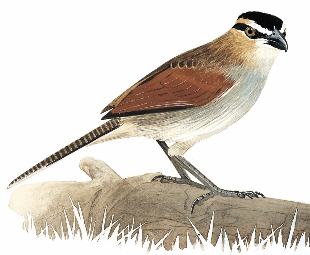 Black crowned Tchagra