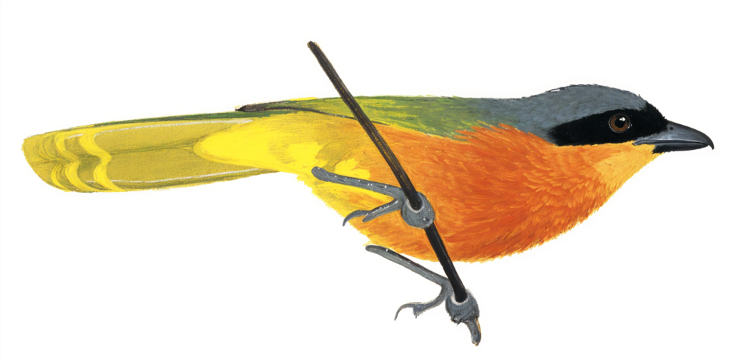 Black fronted Bushshrike AI