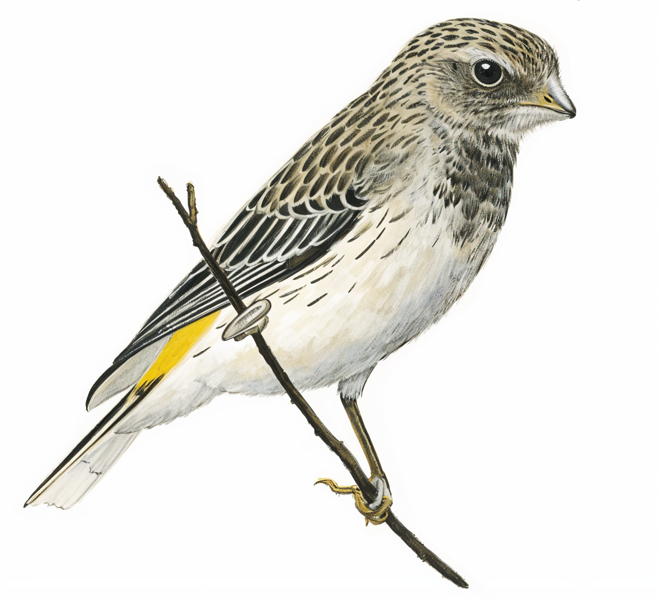 Black throated Canary AI