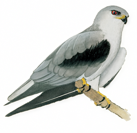 Black winged Kite AI