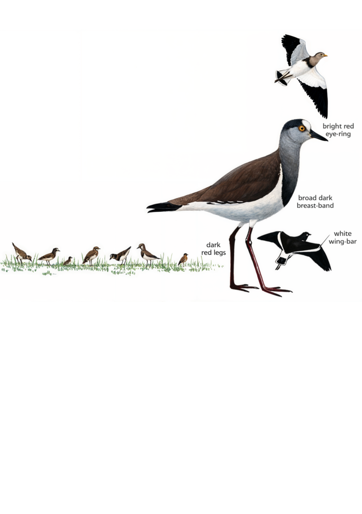 Black winged Lapwing AI
