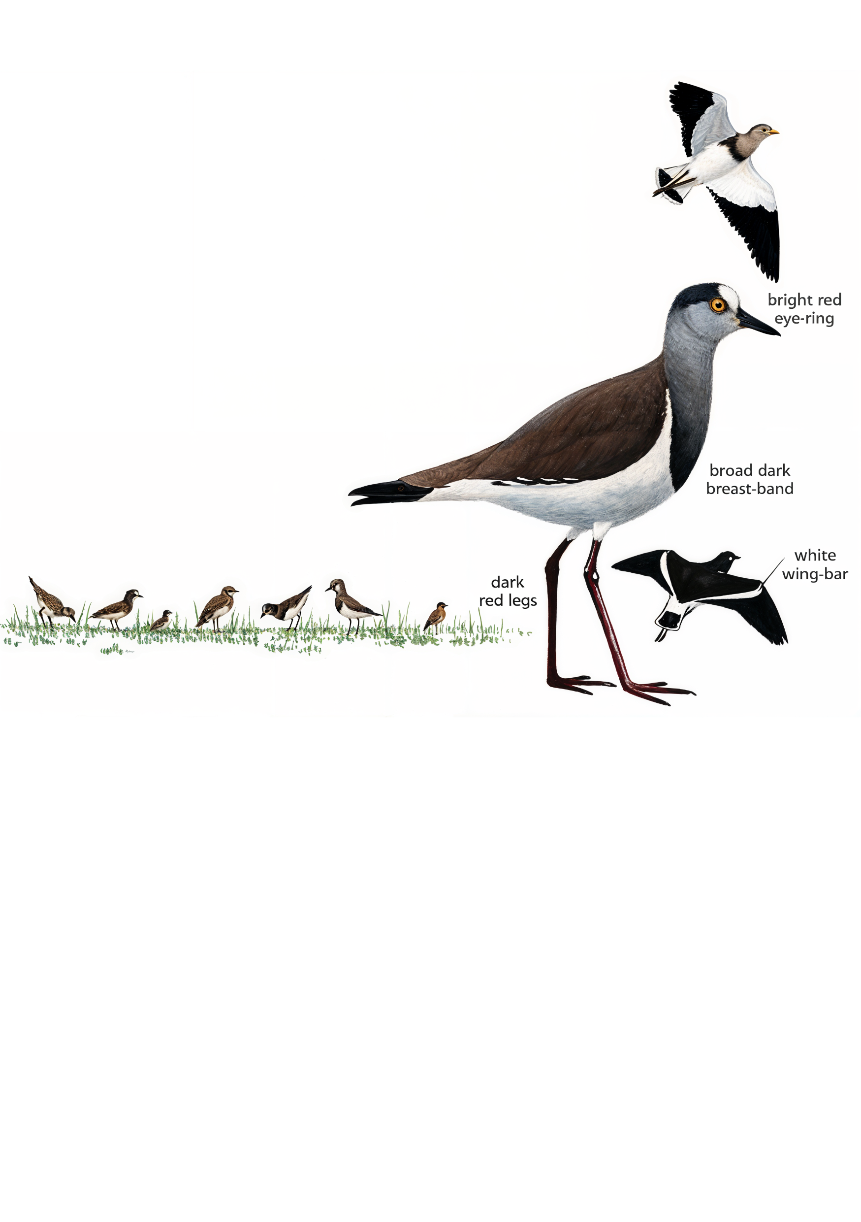 Black winged Lapwing AI