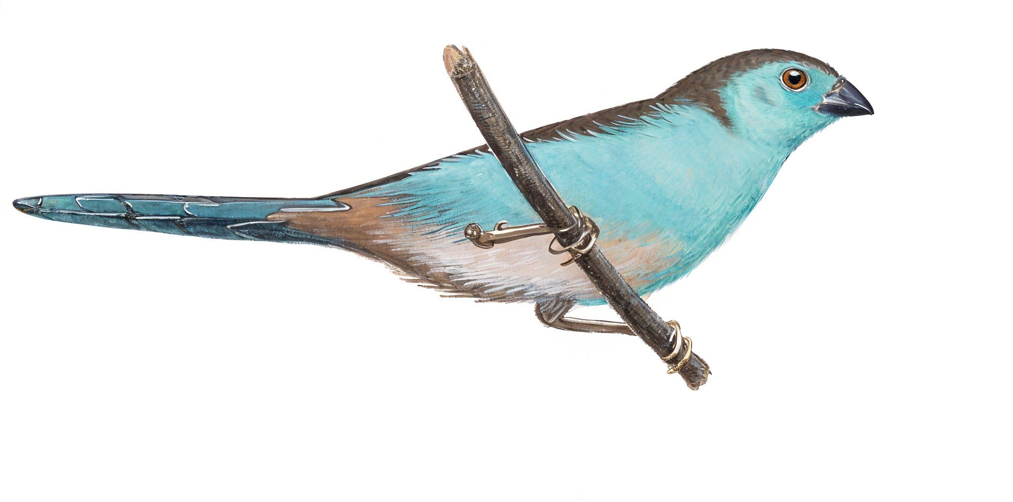 Blue Waxbill AI