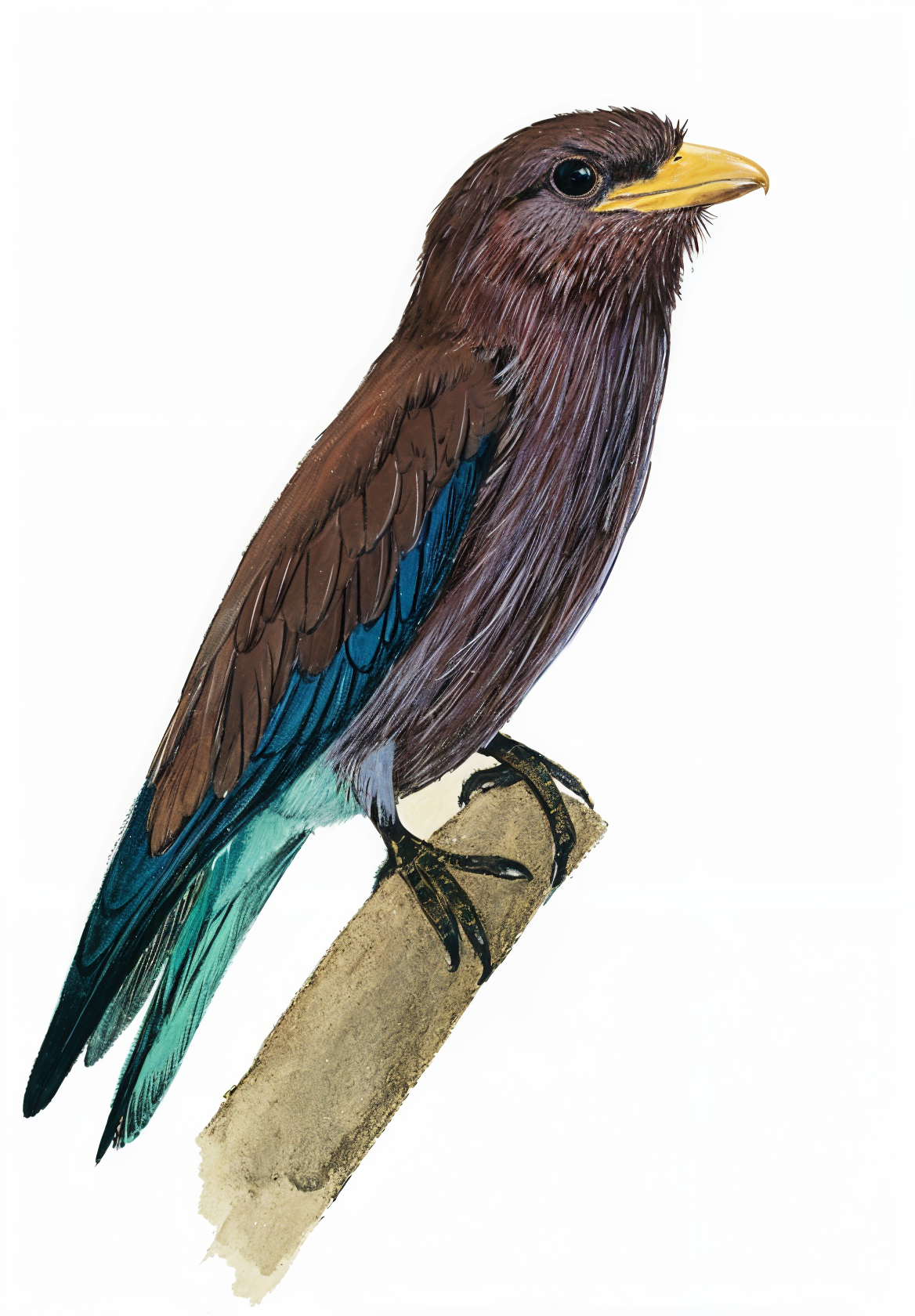 Broad biilled Roller