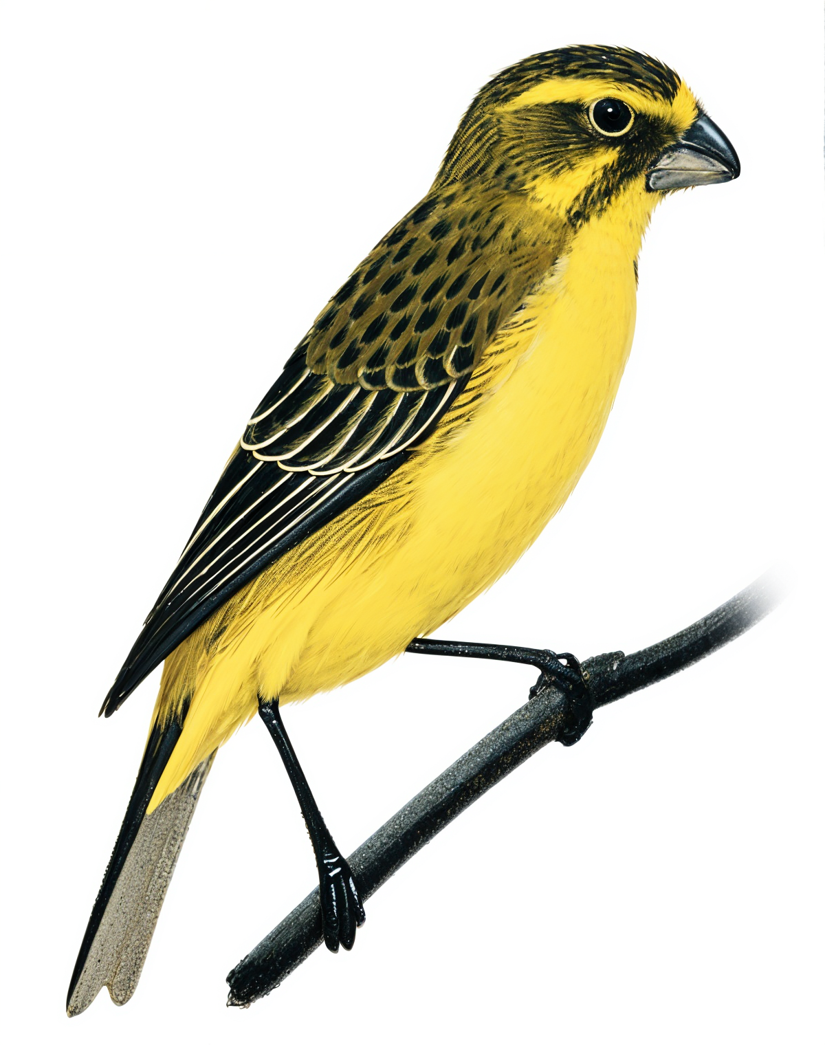 Yellow Canary Race b AI