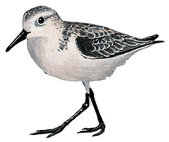 Sanderling