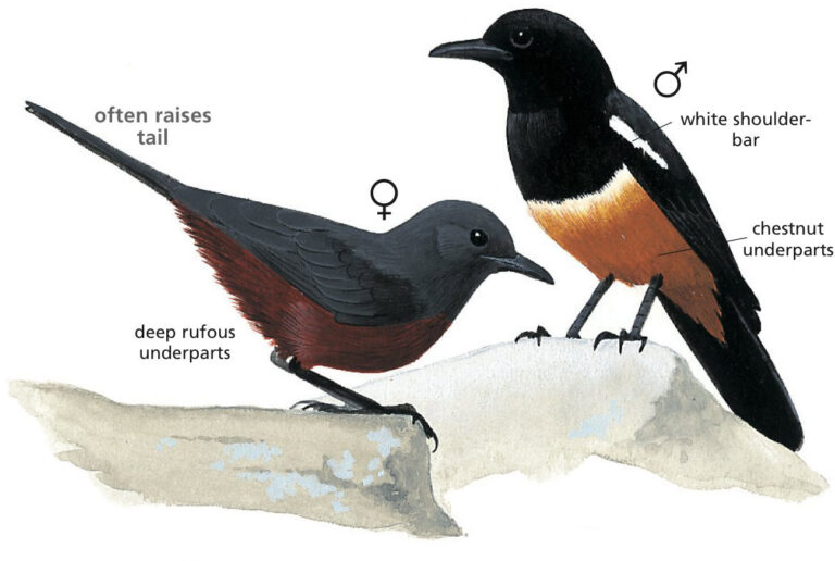 Mocking Cliff Chat