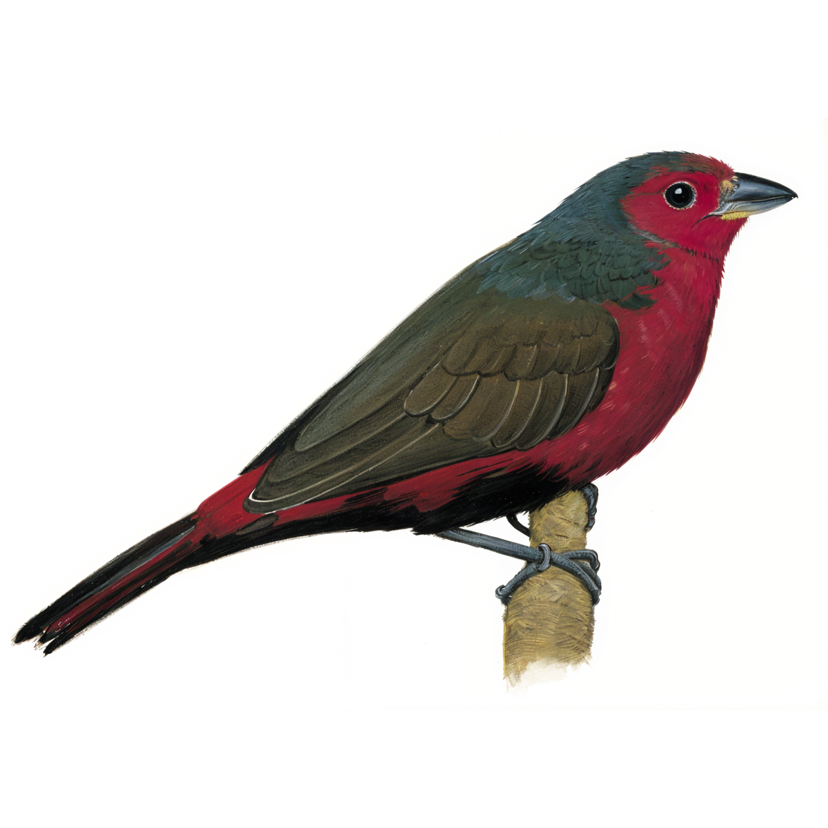 African FireFinch