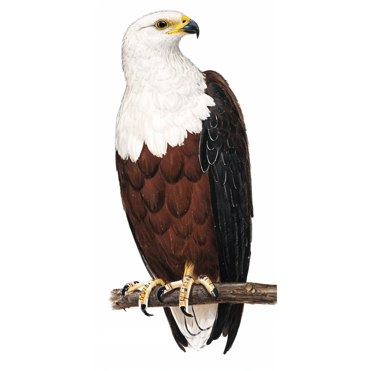 African Fish Eagle