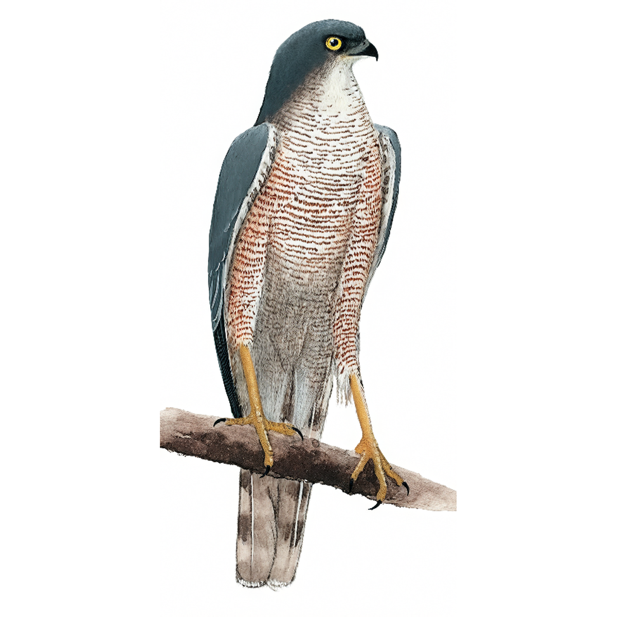 African Goshawk