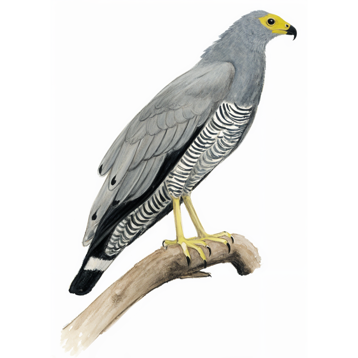 African Harrier-Hawk