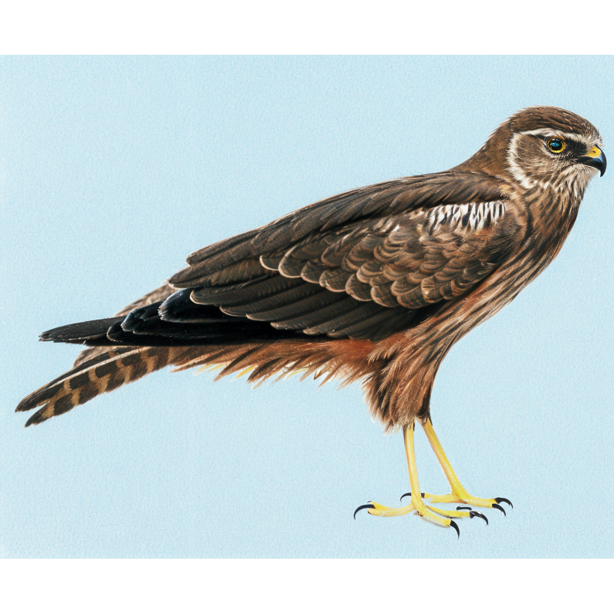 African Marsh Harrier