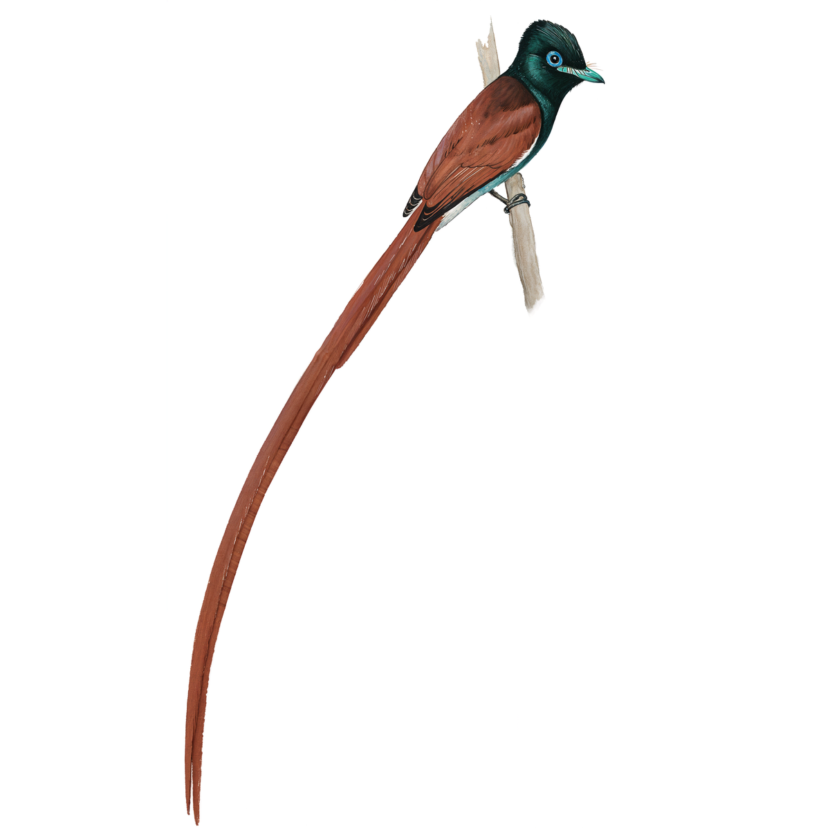 African Paradise Flycatcher