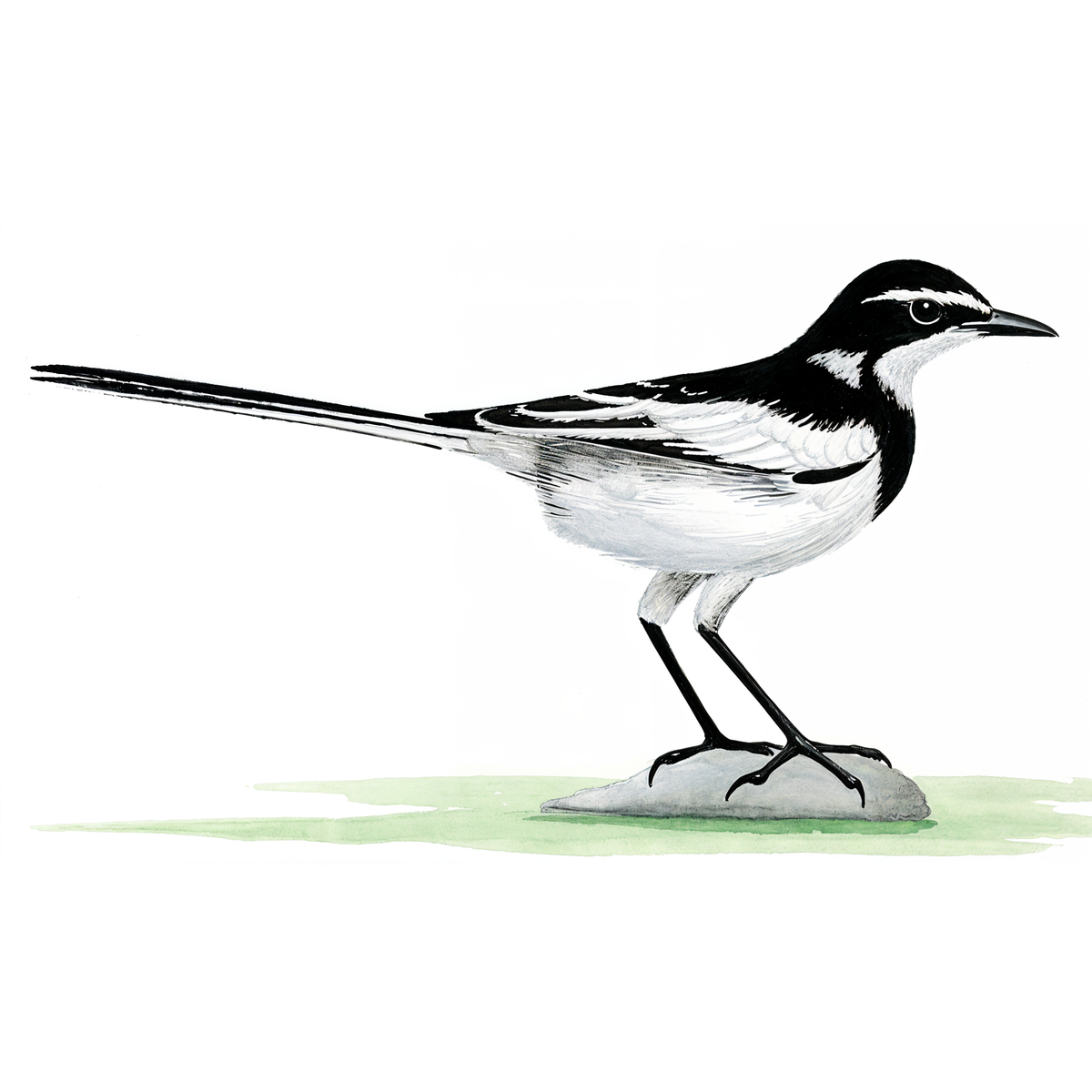 African Pied Wagtail