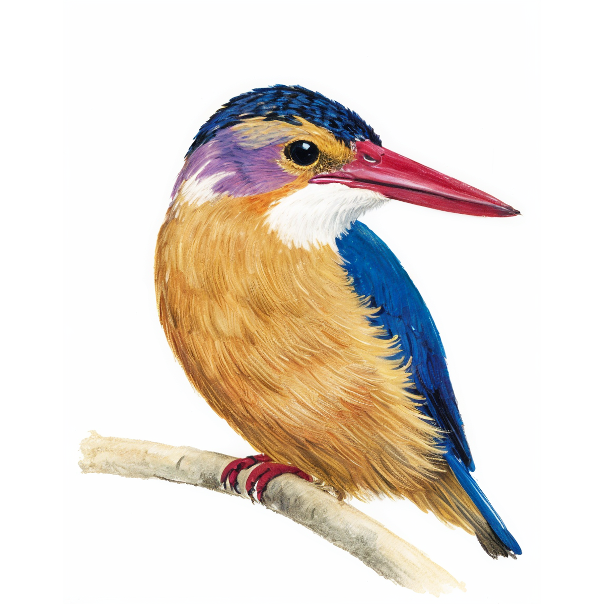 African Pygmy Kingfisher