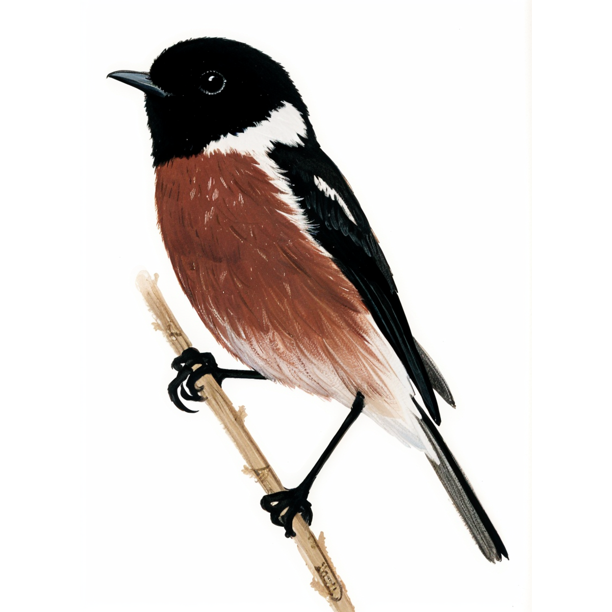 African Stone Chat
