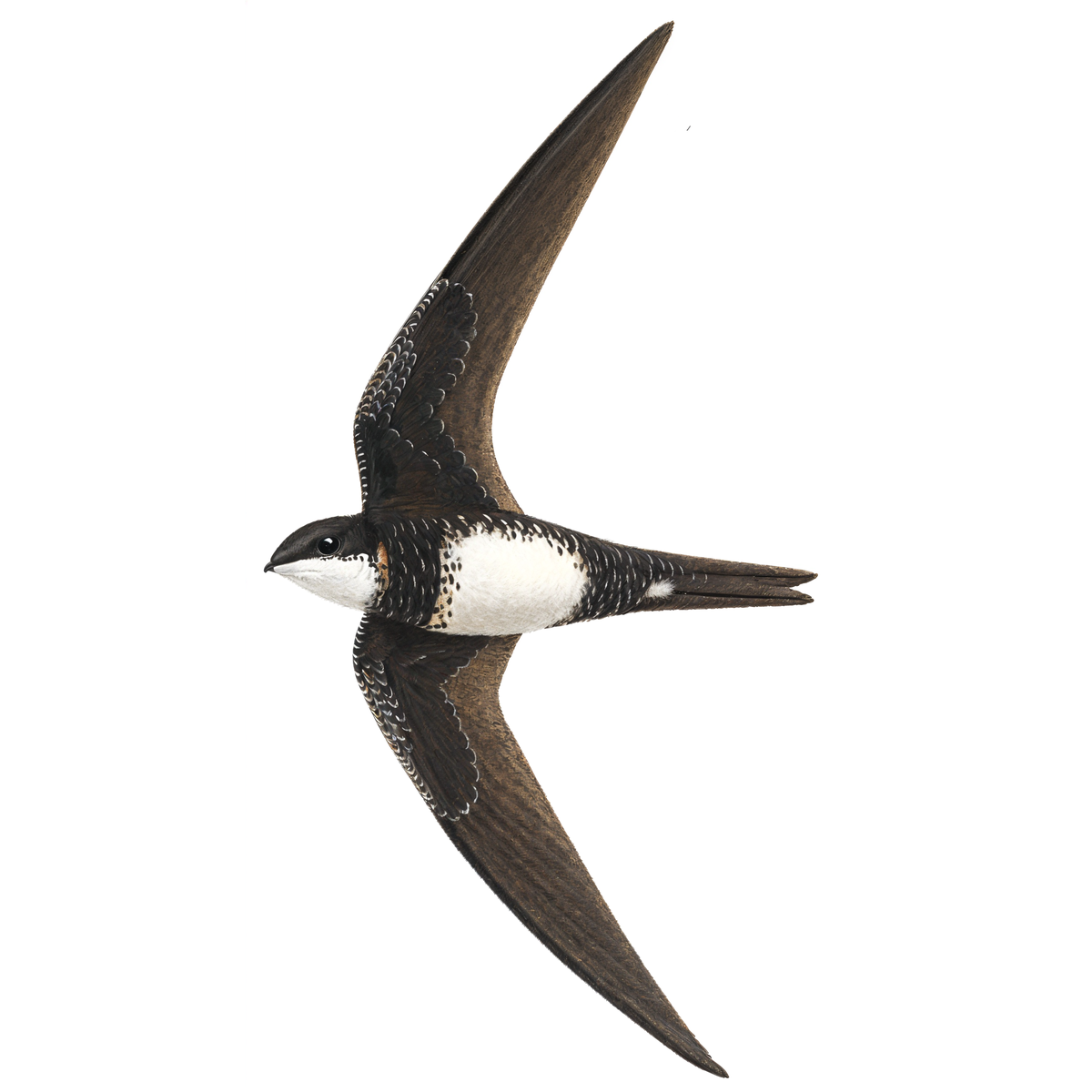 Alpine Swift
