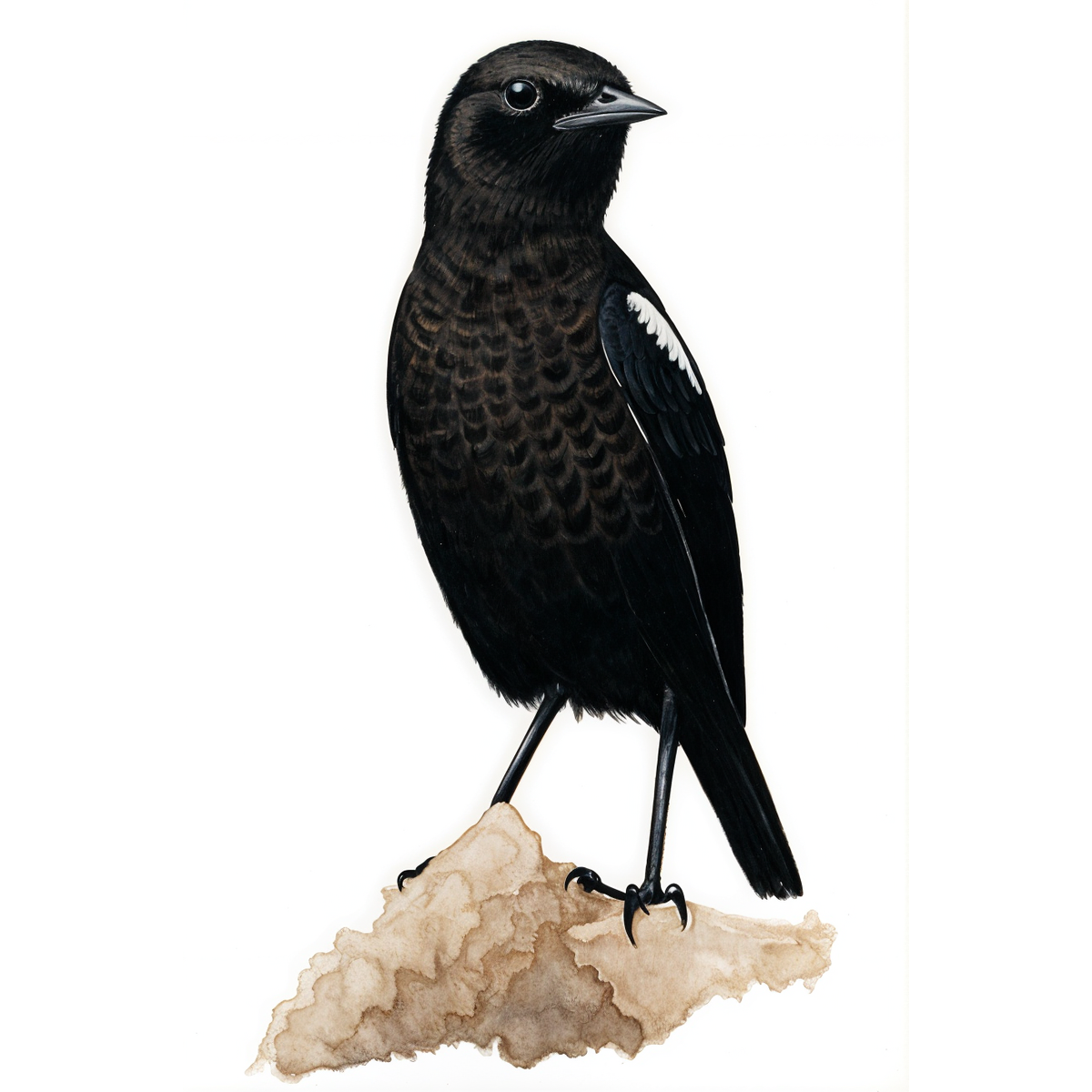 Ant-eating Chat