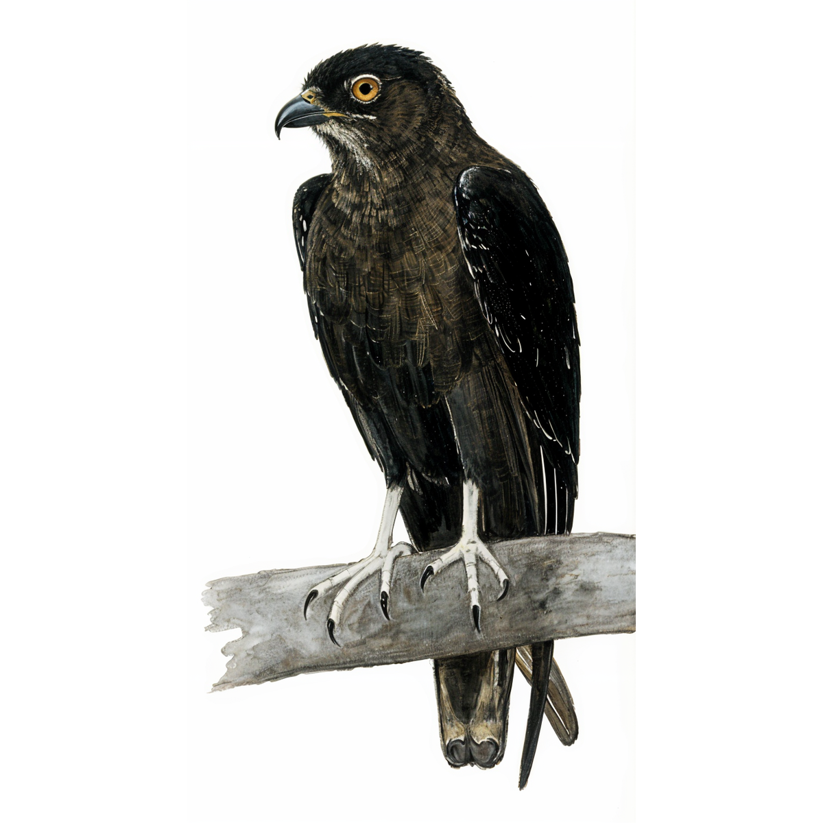 Bat Hawk