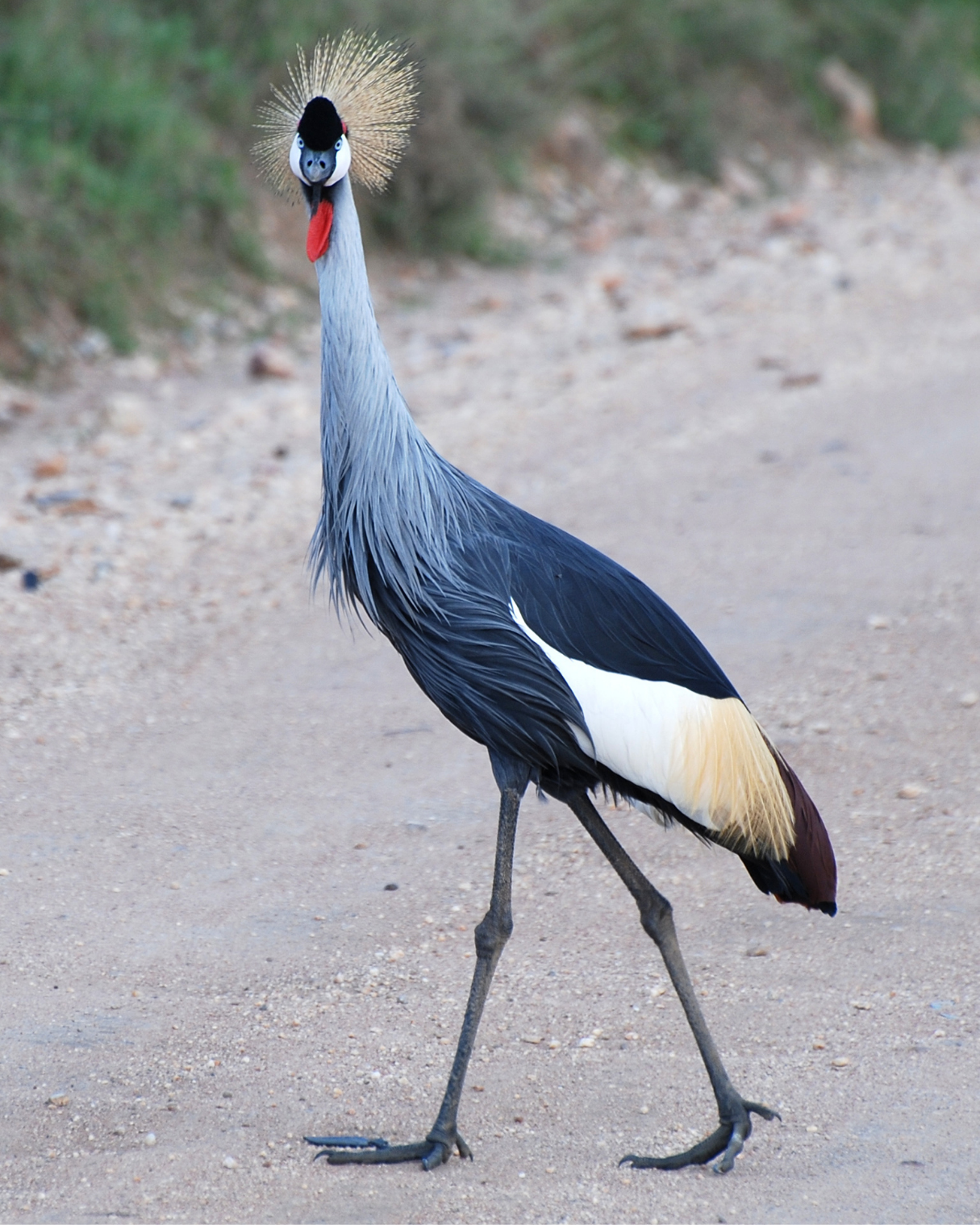 Grey Crowned Crane