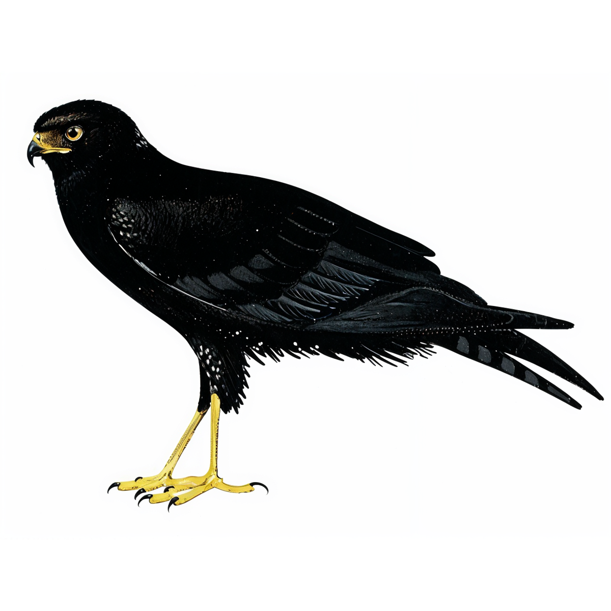 Black Harrier