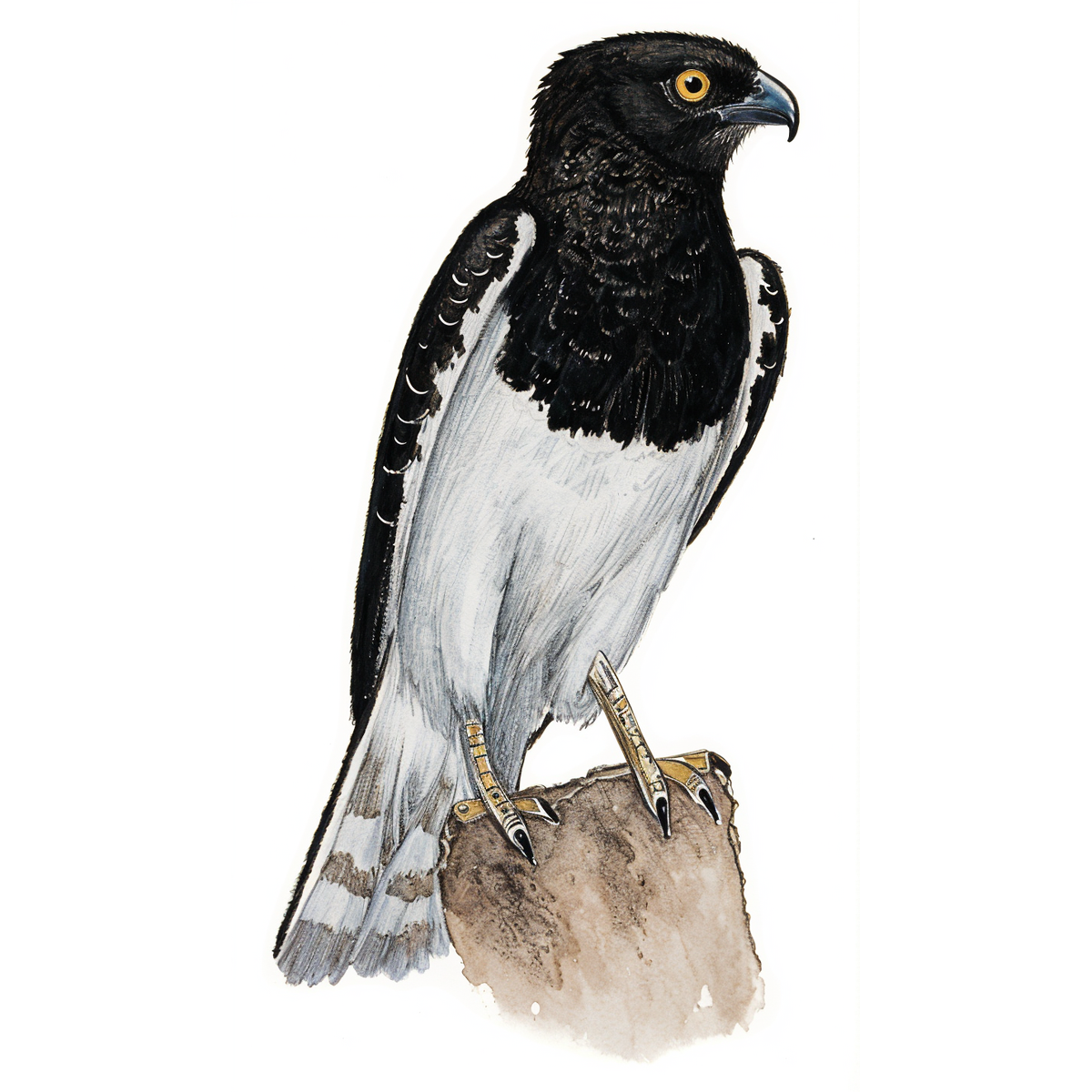 Black-chested Snake Eagle