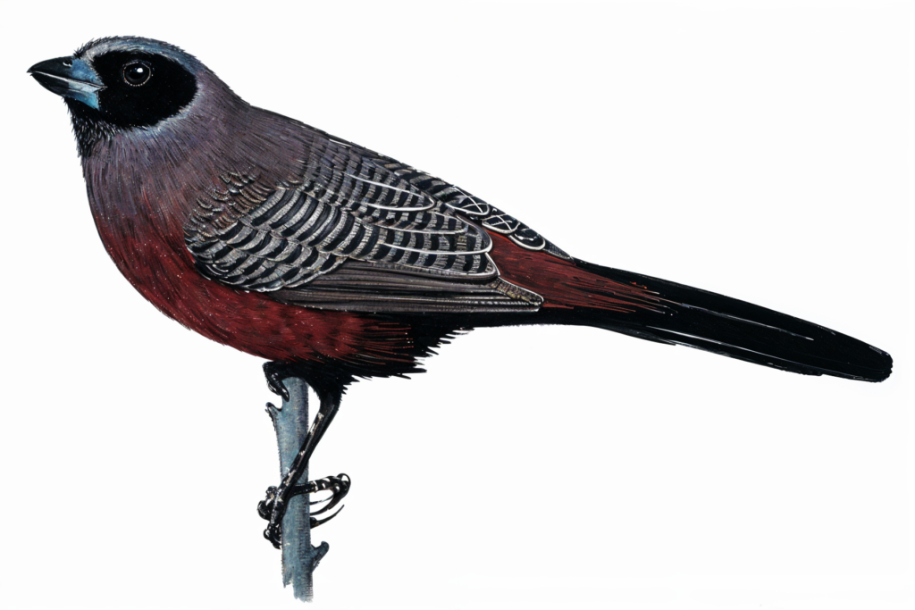 Black daced Waxbill AI