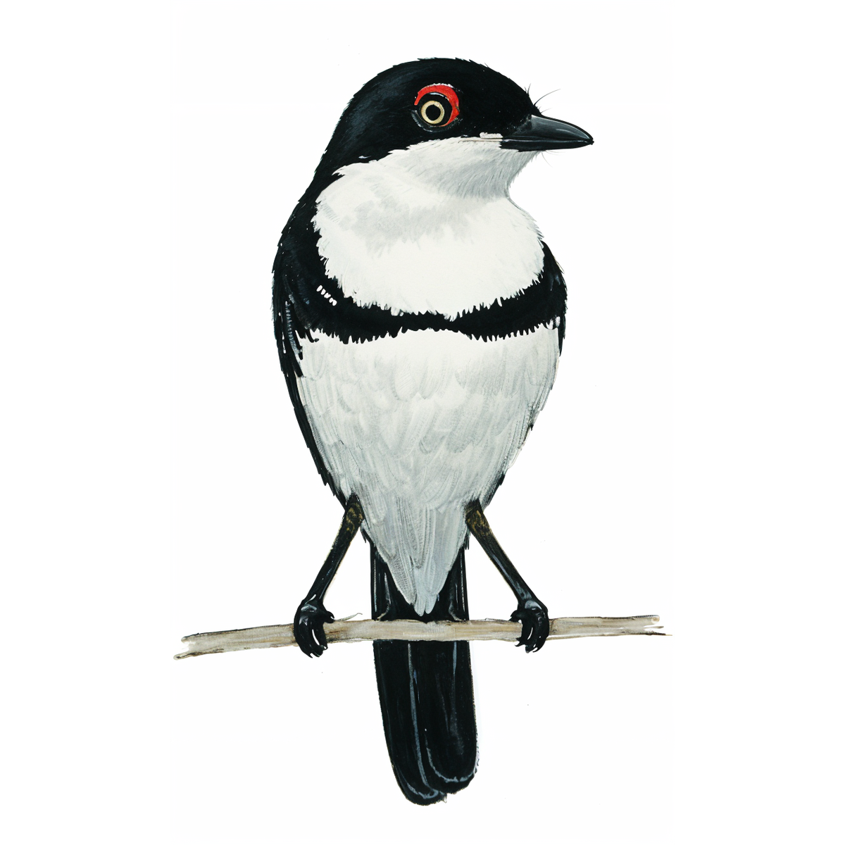 Black-throated Wattle Eye