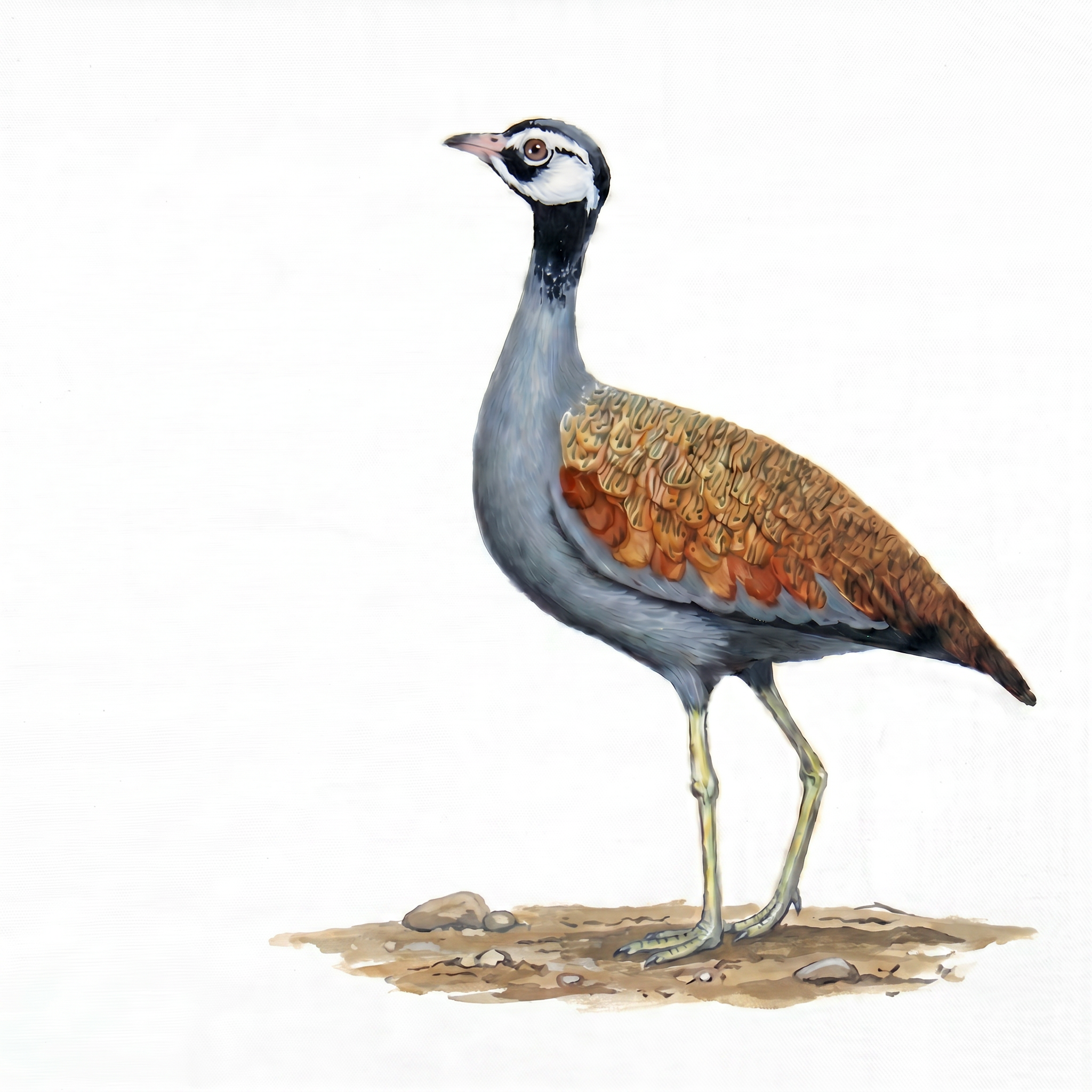 Blue Korhaan